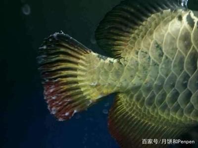 龙鱼4号药功能【龙鱼4号药功能介绍】 龙鱼百科 第1张