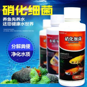 龙鱼白点是内细菌吗【龙鱼白点病是内细菌吗】 龙鱼百科 第2张