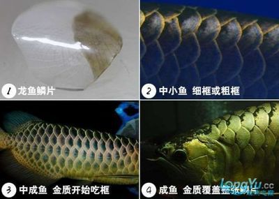 金龙鱼苗发色过程【金龙鱼发色过程】 龙鱼百科 第1张