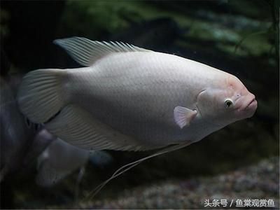 龙鱼5号可以治疗充血吗【龙鱼五号观赏鱼的药剂或饲料（存在不同表述的产品阐述）】 龙鱼百科 第2张