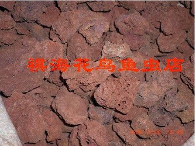 金龙鱼与花罗汉鱼的区别【花罗汉鱼的特点】 龙鱼百科 第4张