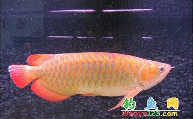 金龙鱼与花罗汉鱼的区别【花罗汉鱼的特点】 龙鱼百科 第1张