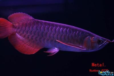 金龙鱼的英文名称怎么写【金龙鱼的英文名称是&carp&】 水族问答