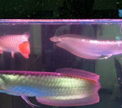 斑龙鱼图片大全高清【斑龙鱼在水族箱中如何饲养？】 水族问答