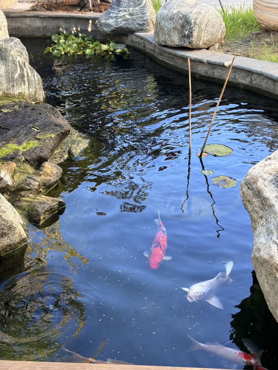 庭院鱼池建好半年，新入三条，凑齐五条锦鲤。今天买的一条单顶品相还可以，虽然个头最小。个头最大的白锦鲤嘴巴有点歪，不知鱼嘴为什么会歪呢？难道是喝奶嘴长歪了吗？【庭院鱼池建好半年，凑齐五条锦鲤,今天买的单顶品相还可以】 观赏鱼论坛 第2张