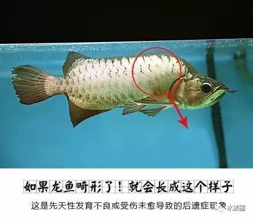 龙鱼拔鳞片的注意事项（处理龙鱼鳞片问题时需要注意以下几个方面） 龙鱼百科 第2张