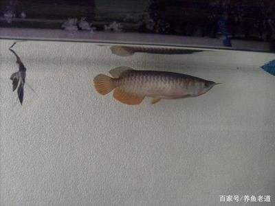 龙鱼吃完食后换水的最佳时机（龙鱼喂食后多长时间换水） 龙鱼百科 第4张