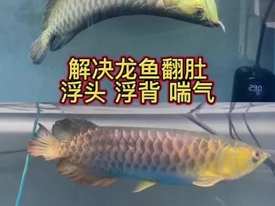 龙鱼浮背的原因（龙鱼浮背是一个常见的问题，可能由多种因素引起龙鱼浮背） 龙鱼百科 第4张