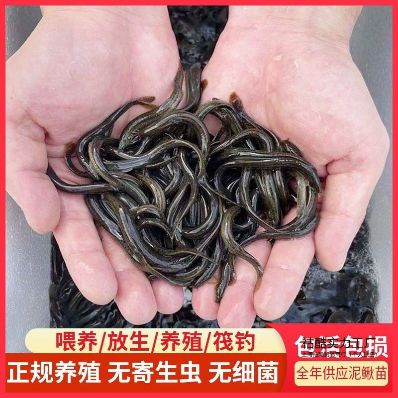 龙鱼鳞片寄生虫（关于龙鱼鳞片寄生虫的一些详细信息） 龙鱼百科 第3张