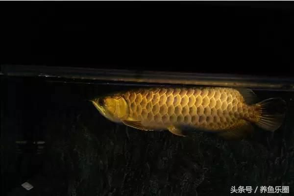 龙鱼粪便处理（哪些鱼可以帮助清理水族箱中废物？） 龙鱼百科 第4张