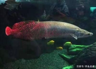 龙鱼粪便处理（哪些鱼可以帮助清理水族箱中废物？） 龙鱼百科 第5张