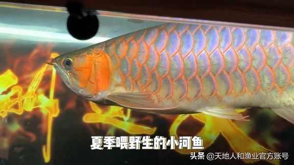 龙鱼吃活食的检疫周期（关于龙鱼吃活食的检疫周期） 龙鱼百科 第4张