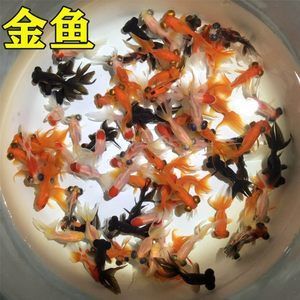 龙鱼和饲料鱼一起养的可行性分析（探讨龙鱼和饲料鱼是否可以一起养殖，我们需要综合考虑多个因素） 龙鱼百科 第5张