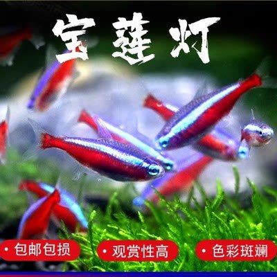 龙鱼和饲料鱼一起养的可行性分析（探讨龙鱼和饲料鱼是否可以一起养殖，我们需要综合考虑多个因素） 龙鱼百科 第4张