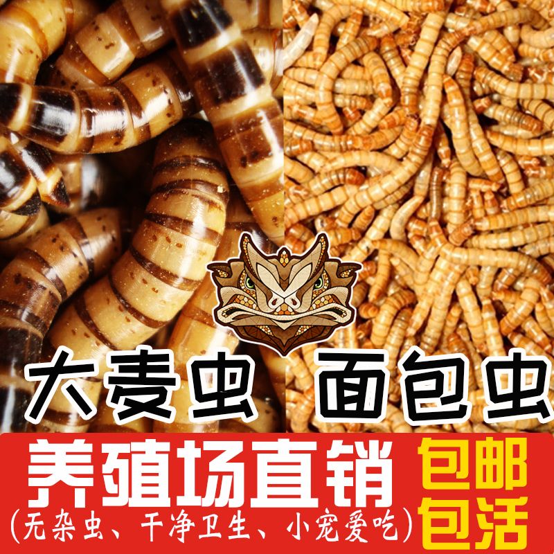 龙鱼食物选择：面包虫 vs 大麦虫（面包虫和大麦虫哪个更好？） 龙鱼百科 第1张