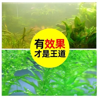 龙鱼缸使用除藻剂的注意事项（在龙鱼缸中使用除藻剂的种类、使用方法以及可能的风险） 龙鱼百科 第5张