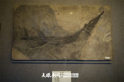 龙鱼的头型描述（龙鱼头型及其特点） 龙鱼百科 第1张