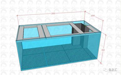 龙鱼缸双水位的必要性（龙鱼缸双水位设计有什么优势？） 龙鱼百科 第5张