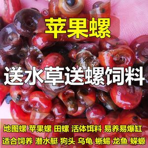 龙鱼是否吃苹果螺（龙鱼会吃苹果螺吗？） 龙鱼百科 第2张