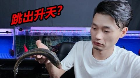 龙鱼是否可以吃黑鱼（黑鱼和龙鱼适合混养吗？） 龙鱼百科 第1张