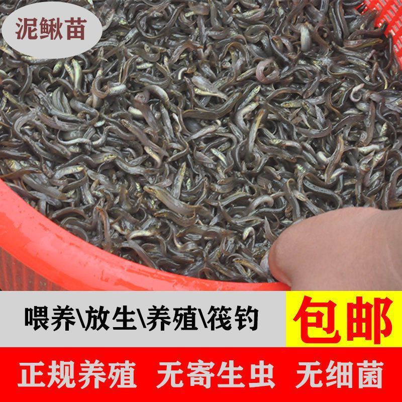 龙鱼寄生虫的种类（几种常见的龙鱼寄生虫及其特征） 龙鱼百科 第4张