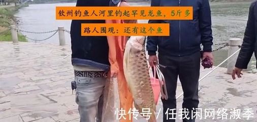 龙鱼换地后多久开口（龙鱼换地后开口吃食的时间）