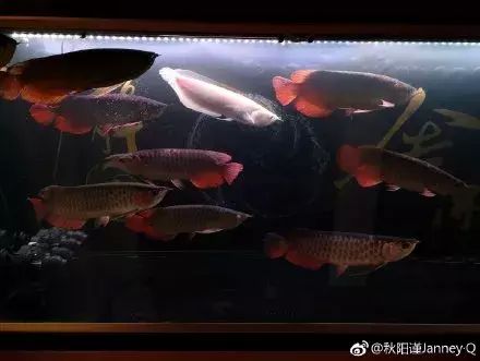 处理龙鱼缸内的龙鱼蛋（在水族箱中发现龙鱼蛋时处理方法取决于蛋的状态和龙鱼的性别） 龙鱼百科 第2张