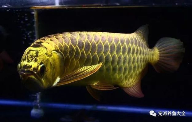 处理龙鱼缸内的龙鱼蛋（在水族箱中发现龙鱼蛋时处理方法取决于蛋的状态和龙鱼的性别） 龙鱼百科 第3张