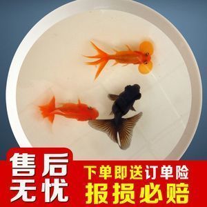 龙鱼光喂饲料是否可行（龙鱼可以仅靠饲料生存吗？） 龙鱼百科 第4张