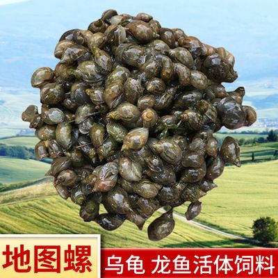 龙鱼是否吃蜗牛（龙鱼可以吃蜗牛吗，） 龙鱼百科 第1张