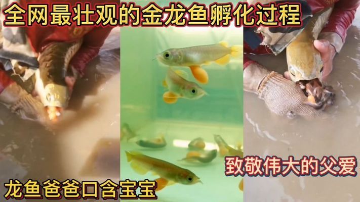 龙鱼爸爸嘴里含宝宝100天不进食的影响（雄性龙鱼在含卵期间不吃东西会导致死亡吗？）