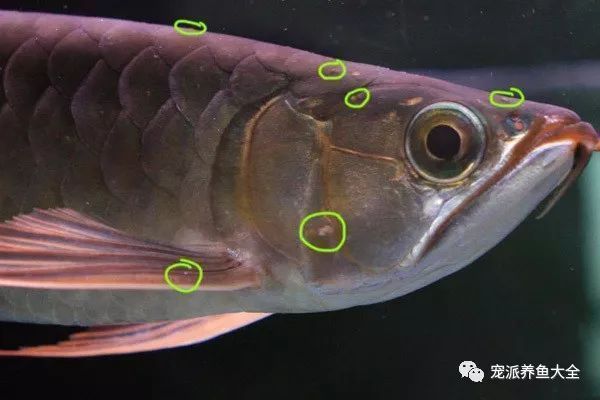 龙鱼白眼病的医治方法（如何治疗龙鱼白眼病） 龙鱼百科 第3张