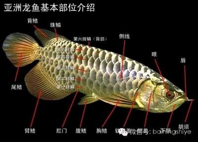 龙鱼大小眼的原因分析（关于龙鱼大小眼的成因） 龙鱼百科 第4张