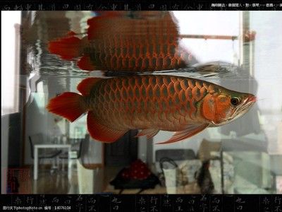 雷龙鱼英文名（thescientificclassificationofthebichirfish） 水族问答