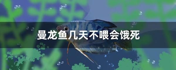 龙鱼能饿死吗 不喂食的情况下最长可以活多久（龙鱼在不吃东西的情况下能存活多久？）