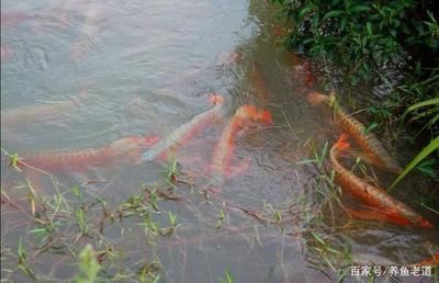 龙鱼饲养绿水处理（如何处理龙鱼饲养中的绿水问题） 龙鱼百科 第4张