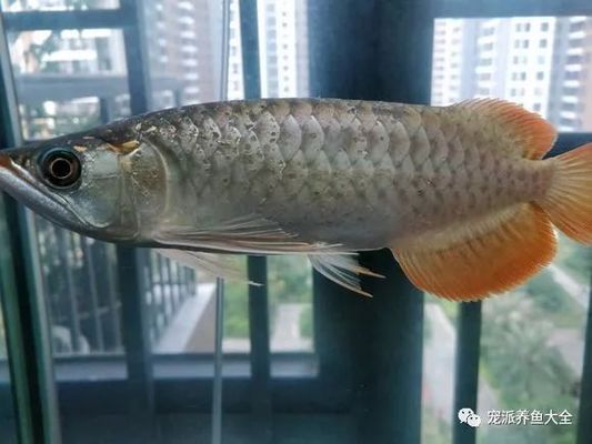 龙鱼鳞片中间有凸点怎么回事（“龙鱼鳞片中间有凸点”关于龙鱼鳞片疾病的防治方法） 龙鱼百科 第3张