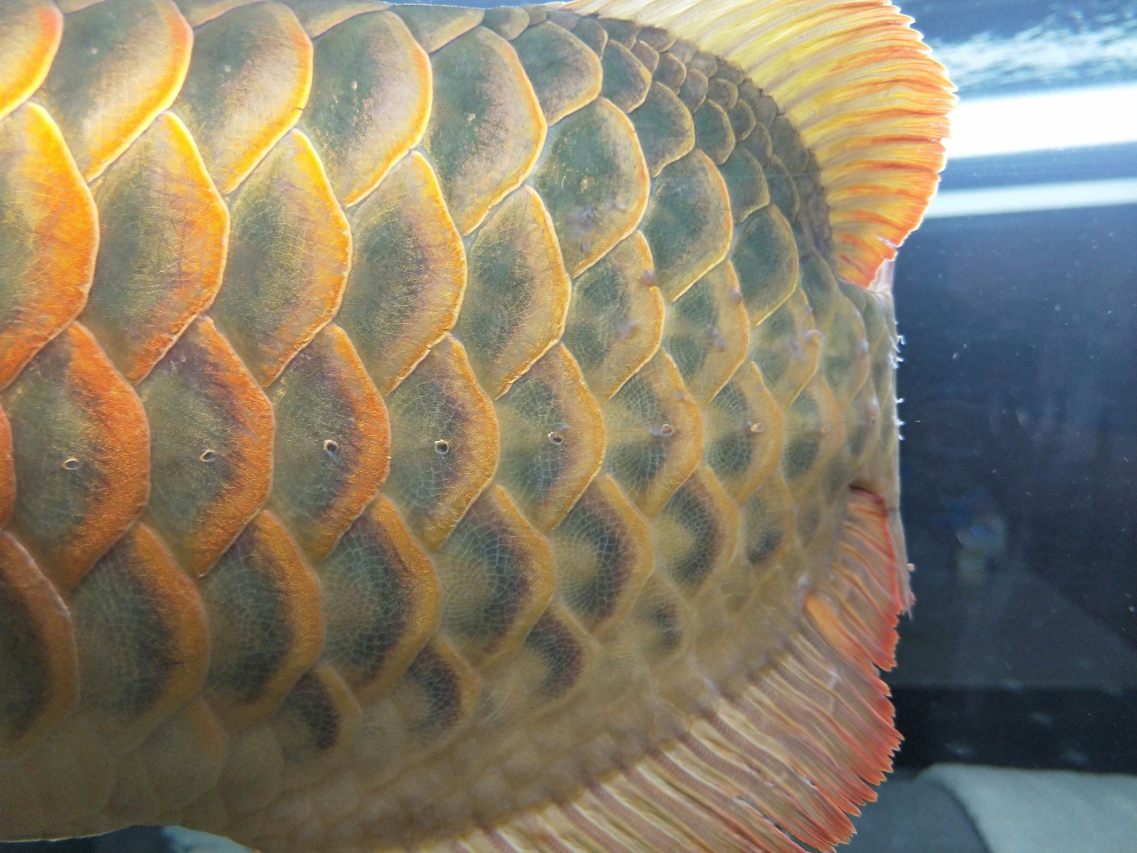 龙鱼鳞片有疙瘩怎么回事（龙鱼鳞片出现疙瘩可能由多种因素引起，可能是多种因素引起） 龙鱼百科 第2张