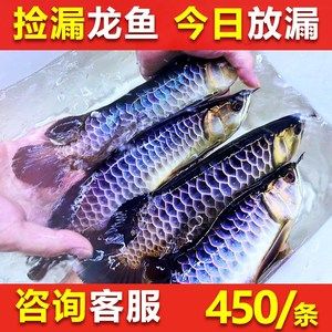 龙鱼喂冻虾和活鱼哪个好（饲养龙鱼时选择合适的饲料对其健康和成长至关重要）