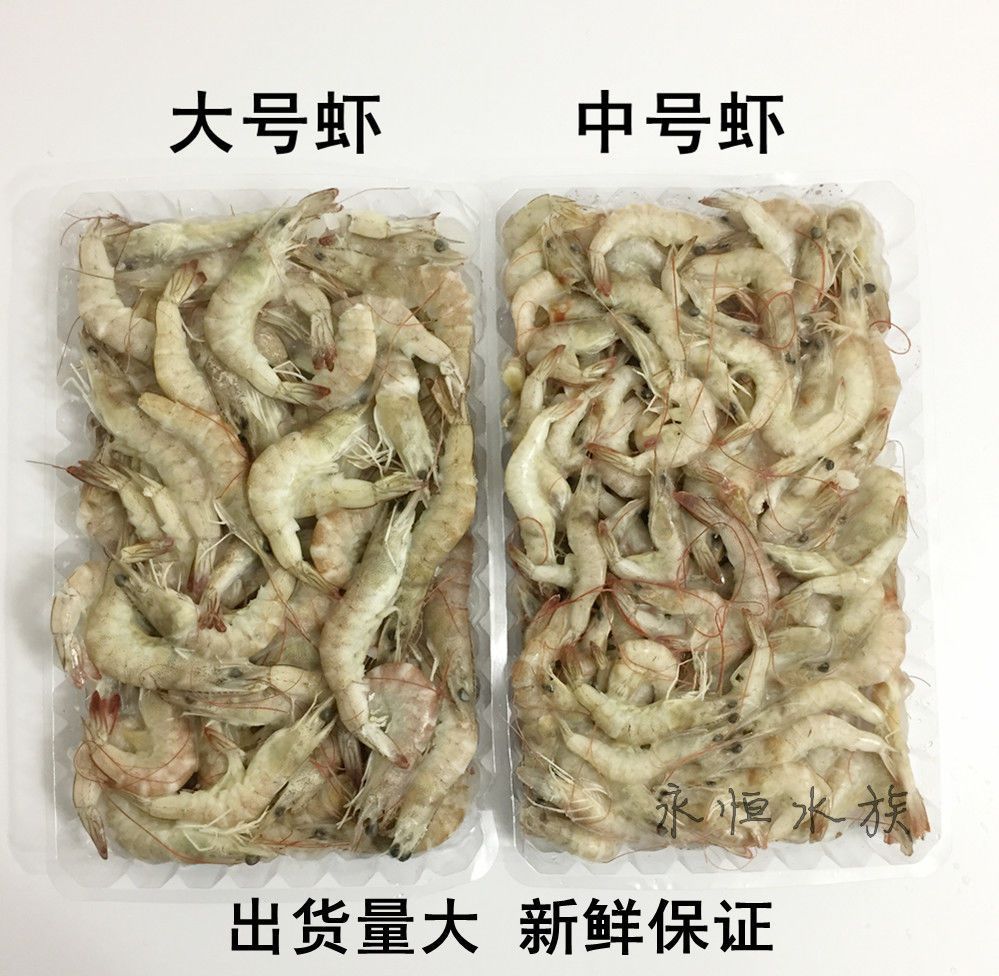 龙鱼每次喂多少虾仁（成年龙鱼喂食虾仁的具体建议） 龙鱼百科 第3张