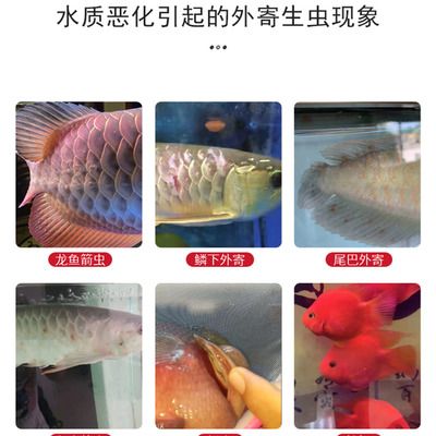 龙鱼外寄生虫有什么表现和症状（龙鱼外寄生虫的症状） 龙鱼百科 第1张