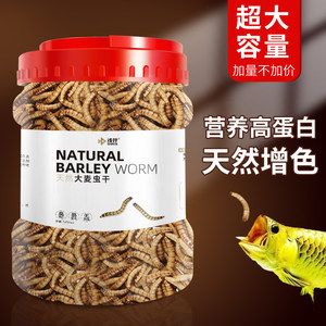 龙鱼能吃锦鲤的鱼粮吗（龙鱼可以吃锦鲤的鱼粮吗？） 龙鱼百科 第1张