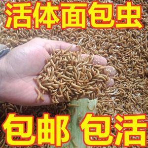 龙鱼饲料一次喂多少粒（龙鱼的饲料喂食量） 龙鱼百科 第5张