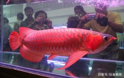 龙鱼水族馆生意怎么样（大众消费市场,设备与运营成本,其他销售渠道竞争）