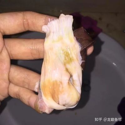 龙鱼吐胃袋喂土霉素行吗（使用土霉素治疗龙鱼吐胃袋需要注意什么？） 龙鱼百科