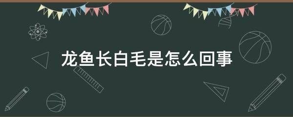 龙鱼尾部长白毛怎么回事（龙鱼尾部长白毛怎么办） 龙鱼百科 第4张