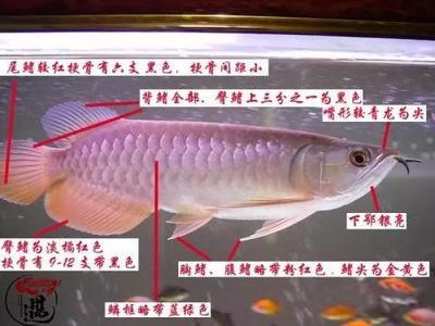 龙鱼鱼鳍修剪后流血（如何处理龙鱼鱼鳍修剪后流血） 龙鱼百科 第3张