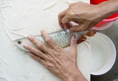 龙鱼芯片证书可以造假吗（消费-龙鱼芯片证书可以造假吗） 龙鱼百科 第4张