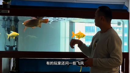 龙鱼下药后头一直游来游去（龙鱼下药后头一直游来游去可能是由于水质问题、疾病因素所致） 龙鱼百科 第2张