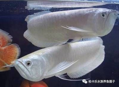 金龙鱼掉麟（关于金龙鱼掉鳞的问题） 水族问答 第3张